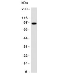 SPN / CD43 Antibody - Western blot testing of human spleen lysate with CD43 antibody (clone CDLA43). Predicted molecular weight 45-115 kDa depending on glycosylation level.  This image was taken for the unmodified form of this product. Other forms have not been tested.