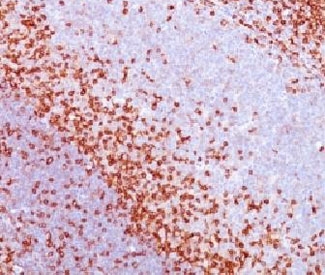 SPN / CD43 Antibody - IHC testing of FFPE human spleen with CD43 antibody (clone CDLA43).  This image was taken for the unmodified form of this product. Other forms have not been tested.