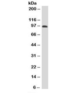 SPN / CD43 Antibody - Western blot testing of human spleen lysate with CD43 antibody (clone DF-T1). Predicted molecular weight 45-115 kDa depending on glycosylation level. This image was taken for the unmodified form of this product. Other forms have not been tested.