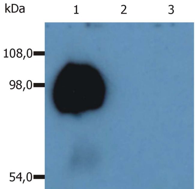 SPN / CD43 Antibody - CD43 Antibody in Western Blot (WB)