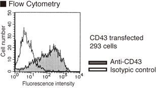 SPN / CD43 Antibody