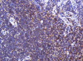 SPN / CD43 Antibody - IHC of paraffin-embedded Human tonsil using anti-SPN mouse monoclonal antibody.