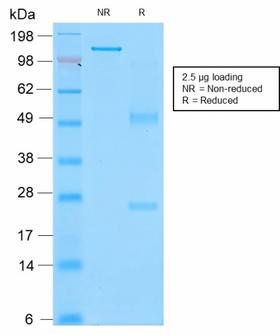 SPN / CD43 Antibody - SDS-PAGE Analysis Purified CD43 Mouse Recombinant Monoclonal Antibody (rSPN/839). Confirmation of Purity and Integrity of Antibody.