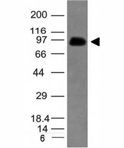SPN / CD43 Antibody - Western blot analysis of human spleen lysate using CD43 antibody (SPN/839).  This image was taken for the unmodified form of this product. Other forms have not been tested.