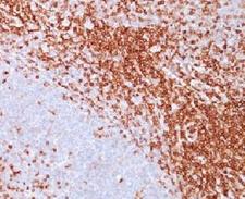SPN / CD43 Antibody - Formalin-fixed, paraffin-embedded human spleen stained with CD43 antibody (SPN/839).  This image was taken for the unmodified form of this product. Other forms have not been tested.
