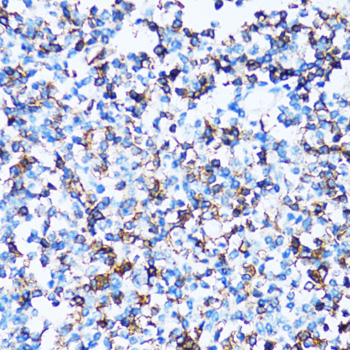 SPN / CD43 Antibody - Immunohistochemistry of paraffin-embedded human tonsil tissue.