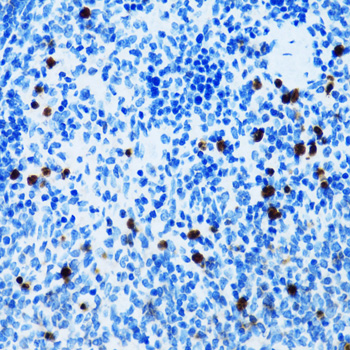 SPN / CD43 Antibody - Immunohistochemistry of paraffin-embedded mouse spleen tissue.