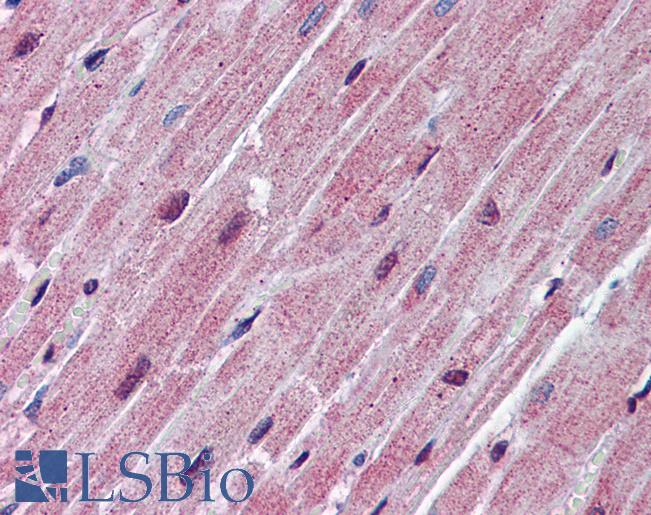 SPNS2 Antibody - Anti-SPNS2 antibody IHC of human heart. Immunohistochemistry of formalin-fixed, paraffin-embedded tissue after heat-induced antigen retrieval. Antibody concentration 5 ug/ml.  This image was taken for the unconjugated form of this product. Other forms have not been tested.