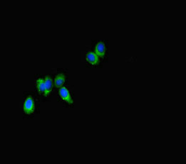 SPNS2 Antibody - Immunofluorescent analysis of HepG2 cells diluted at 1:100 and Alexa Fluor 488-congugated AffiniPure Goat Anti-Rabbit IgG(H+L)