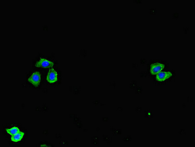 SPOCK1 / SPOCK / Testican Antibody - Immunofluorescent analysis of HepG2 cells diluted at 1:100 and Alexa Fluor 488-congugated AffiniPure Goat Anti-Rabbit IgG(H+L)