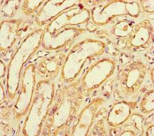 SPOCK1 / SPOCK / Testican Antibody - Immunohistochemistry of paraffin-embedded human kidney tissue at dilution of 1:100