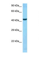 SPOCK2 Antibody - SPOCK2 antibody Western blot of U937 Cell lysate. Antibody concentration 1 ug/ml.  This image was taken for the unconjugated form of this product. Other forms have not been tested.
