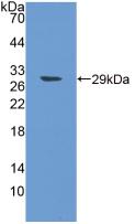SPON1 / F-Spondin Antibody - Western Blot; Sample: Recombinant SPON1, Human.