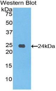 SPON1 / F-Spondin Antibody - Western blot of recombinant SPON1 / F-Spondin.  This image was taken for the unconjugated form of this product. Other forms have not been tested.
