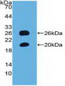 SPON1 / F-Spondin Antibody - Western Blot; Sample: Recombinant SPON1, Mouse.