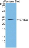 SPON2 / MINDIN Antibody - Western blot of recombinant SPON2 / MINDIN.