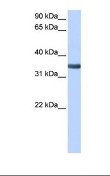 SPON2 / MINDIN Antibody - Fetal liver cell lysate. Antibody concentration: 0.5 ug/ml. Gel concentration: 12%.  This image was taken for the unconjugated form of this product. Other forms have not been tested.