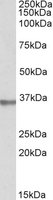 SPON2 / MINDIN Antibody - SPON2 antibody (1 ug/ml) staining of Human Prostate lysate (35 ug protein/ml in RIPA buffer). Primary incubation was 1 hour. Detected by chemiluminescence.