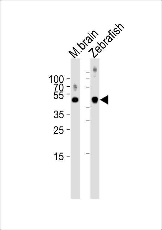 SPOP Antibody - Western blot of lysates from mouse brain and Zebrafish tissue lysate (from left to right) with (DANRE) spop Antibody. Antibody was diluted at 1:1000 at each lane. A goat anti-rabbit IgG H&L (HRP) at 1:5000 dilution was used as the secondary antibody. Lysates at 35 ug per lane.