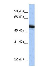 SPOP Antibody - HepG2 cell lysate. Antibody concentration: 1.0 ug/ml. Gel concentration: 12%.  This image was taken for the unconjugated form of this product. Other forms have not been tested.