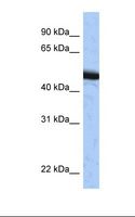 SPOP Antibody - HepG2 cell lysate. Antibody concentration: 1.0 ug/ml. Gel concentration: 12%.  This image was taken for the unconjugated form of this product. Other forms have not been tested.