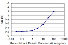 SPOP Antibody - Detection limit for recombinant GST tagged SPOP is approximately 0.3 ng/ml as a capture antibody.