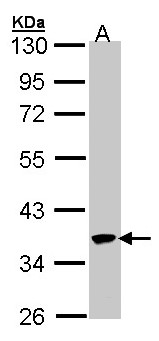 SPOP Antibody - Sample (30 ug of whole cell lysate). A: 293T. 10% SDS PAGE. SPOP antibody diluted at 1:1000. 