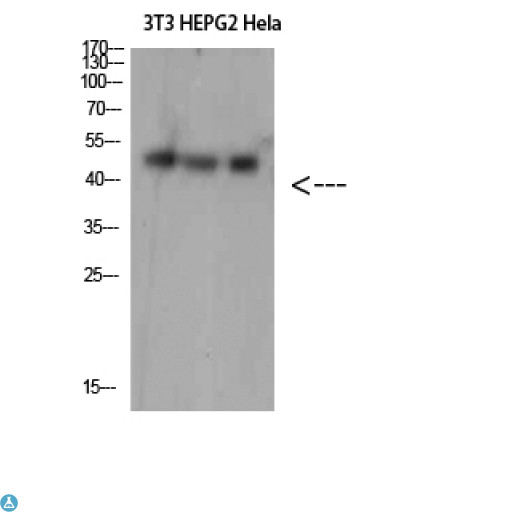SPOP Antibody - Western Blot (WB) analysis of 3T3 HepG2 HeLa cells using SPOP Polyclonal Antibody diluted at 1:1500.