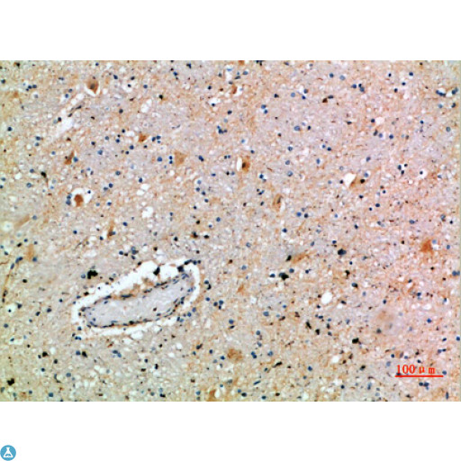 SPOP Antibody - Immunohistochemical analysis of paraffin-embedded human-brain, antibody was diluted at 1:200.
