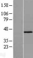 SPOP Protein - Western validation with an anti-DDK antibody * L: Control HEK293 lysate R: Over-expression lysate