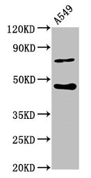 SPOPL Antibody - Western Blot Positive WB detected in: A549 whole cell lysate All lanes: SPOPL antibody at 6.3µg/ml Secondary Goat polyclonal to rabbit IgG at 1/50000 dilution Predicted band size: 45 kDa Observed band size: 45 kDa