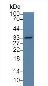 SPP1 / Osteopontin Antibody - Western Blot; Sample: Human Hela cell lysate; Primary Ab: 3µg/ml Rabbit Anti-Simian OPN Antibody Second Ab: 0.2µg/mL HRP-Linked Caprine Anti-Rabbit IgG Polyclonal Antibody