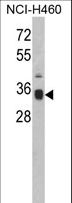 SPP1 / Osteopontin Antibody - Western blot of SPP1 Antibody in NCI-H460 cell line lysates (35 ug/lane). SPP1 (arrow) was detected using the purified antibody.