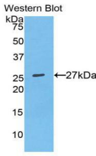 SPP1 / Osteopontin Antibody - Western blot of recombinant SPP1 / Osteopontin.  This image was taken for the unconjugated form of this product. Other forms have not been tested.
