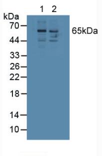 SPP1 / Osteopontin Antibody - Western Blot; Sample: Lane1: Human 293T Cells; Lane2: Human Jurkat Cells.