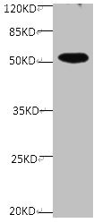 SPP1 / Osteopontin Antibody - All Lanes Mouse anti human OPN monoclonal antibody at at 2ug/ml Lane 1:mouse kidney tissue lysate Secondary Goat polyclonal to Mouse IgG at 1/5000 dilution Predicted band size : 34.5 kDa Observed band size: 33,36,34kDa Additional bands at : 50 kDa.