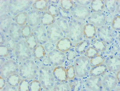 SPP1 / Osteopontin Antibody - Immunohistochemical of paraffin-embedded human Kidney tissue using SPP1 Monoclonal Antibody at dilution of 1:200