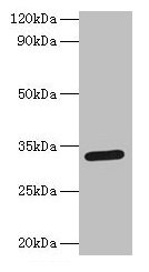 SPP1 / Osteopontin Antibody - Western blot All lanes: Osteopontin antibody at 2µg/ml + Mouse kidney tissue Secondary Goat polyclonal to rabbit IgG at 1/15000 dilution Predicted band size: 32 kDa Observed band size: 32 kDa