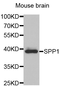 SPP1 / Osteopontin Antibody - Western blot analysis of extracts of mouse brain, using SPP1 antibody at 1:1000 dilution. The secondary antibody used was an HRP Goat Anti-Rabbit IgG (H+L) at 1:10000 dilution. Lysates were loaded 25ug per lane and 3% nonfat dry milk in TBST was used for blocking.