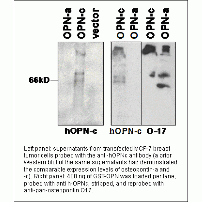 SPP1 / Osteopontin Antibody