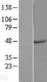 SPP1 / Osteopontin Protein - Western validation with an anti-DDK antibody * L: Control HEK293 lysate R: Over-expression lysate