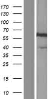 SPP1 / Osteopontin Protein - Western validation with an anti-DDK antibody * L: Control HEK293 lysate R: Over-expression lysate