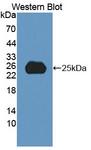 SPP2 Antibody - Western blot of SPP2 antibody. Recombinant human SPP2.