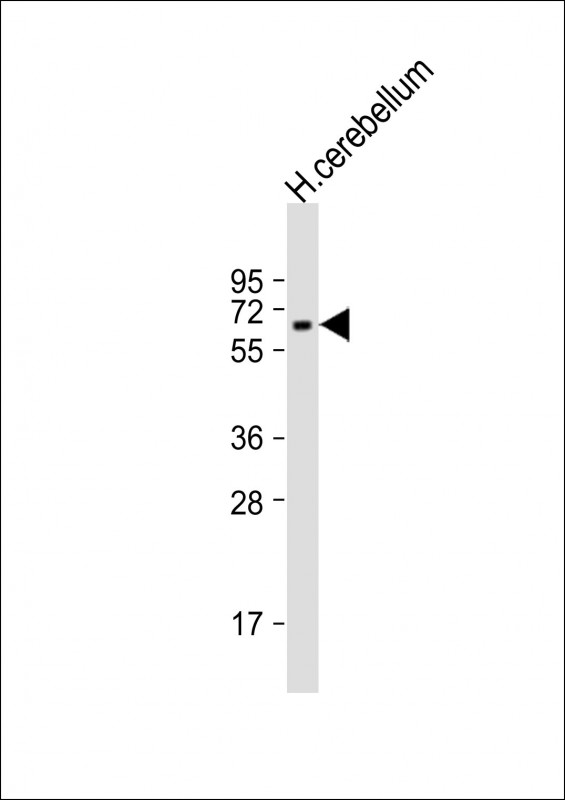 SPPL2B Antibody - Anti-SPPL2B Antibody (Center)at 1:2000 dilution + human cerebellum lysates Lysates/proteins at 20 ug per lane. Secondary Goat Anti-Rabbit IgG, (H+L), Peroxidase conjugated at 1:10000 dilution. Predicted band size: 65 kDa. Blocking/Dilution buffer: 5% NFDM/TBST.