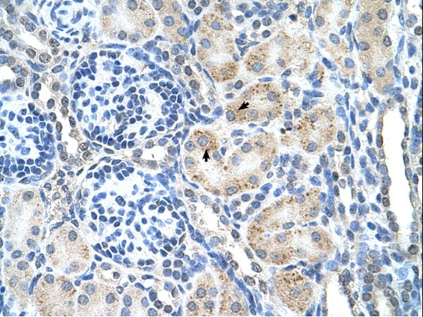SPPL2B Antibody - SPPL2B antibody SPPL2B(signal peptide peptidase-like 2B) Antibody was used in IHC to stain formalin-fixed, paraffin-embedded human kidney.  This image was taken for the unconjugated form of this product. Other forms have not been tested.