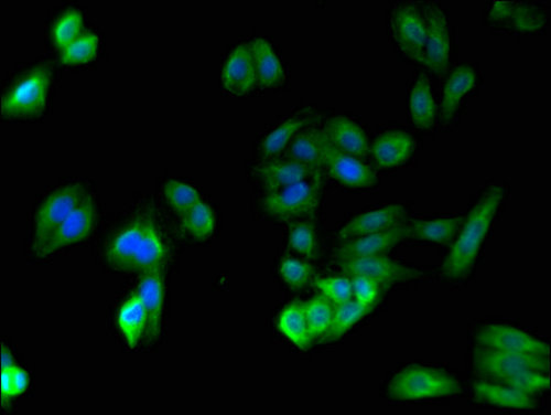 SPPL3 / IMP2 Antibody - Immunofluorescent analysis of HepG2 cells using SPPL3 Antibody at a dilution of 1:100 and Alexa Fluor 488-congugated AffiniPure Goat Anti-Rabbit IgG(H+L)