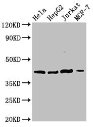 SPPL3 / IMP2 Antibody - Western Blot Positive WB detected in: Hela whole cell lysate, HepG2 whole cell lysate, Jurkat whole cell lysate, MCF-7 whole cell lysate All lanes: SPPL3 antibody at 3µg/ml Secondary Goat polyclonal to rabbit IgG at 1/50000 dilution Predicted band size: 43, 19 kDa Observed band size: 43 kDa