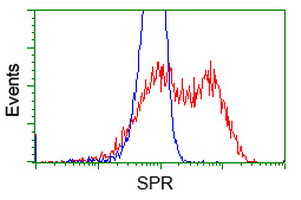 SPR Antibody - HEK293T cells transfected with either overexpress plasmid (Red) or empty vector control plasmid (Blue) were immunostained by anti-SPR antibody, and then analyzed by flow cytometry.