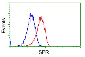 SPR Antibody - Flow cytometric Analysis of Hela cells, using anti-SPR antibody, (Red), compared to a nonspecific negative control antibody, (Blue).