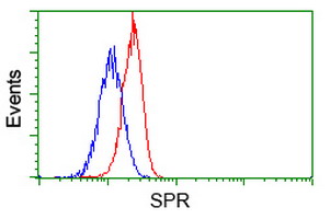 SPR Antibody - Flow cytometric Analysis of Jurkat cells, using anti-SPR antibody, (Red), compared to a nonspecific negative control antibody, (Blue).